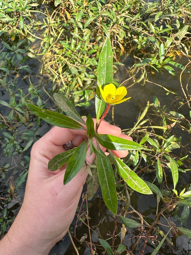 Floating primrose-willow (Ludwigia peploides ssp. glabrescens)