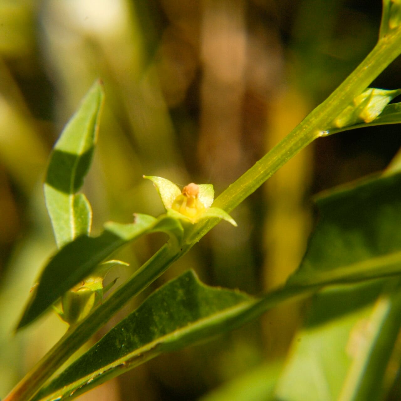 Manyfruit primrose-willow (Ludwigia polycarpa)