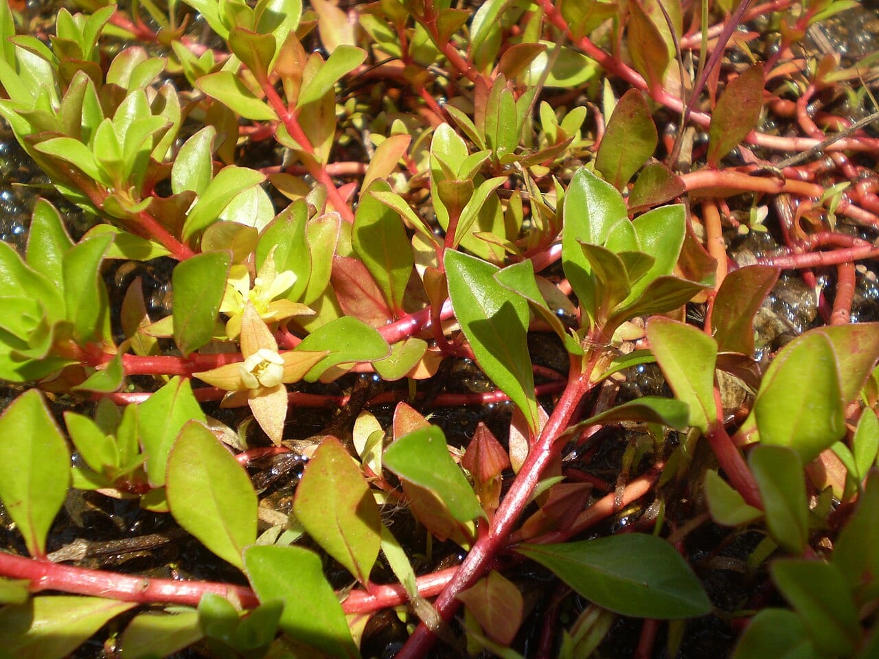 Creeping primrose-willow (Ludwigia repens)