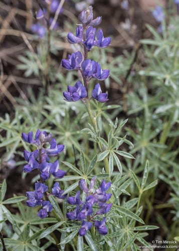 Silvery lupine (Lupinus argenteus var. argenteus)