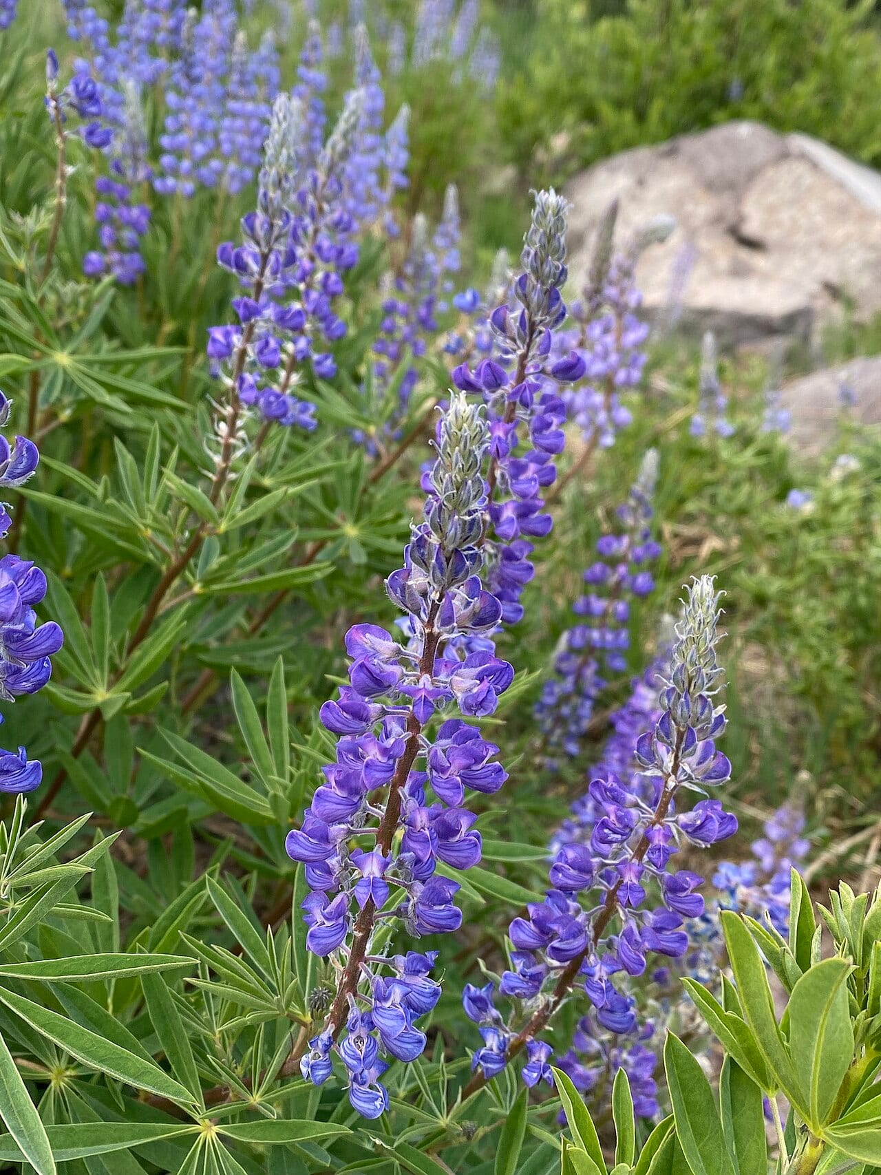 Silvery lupine (Lupinus argenteus)