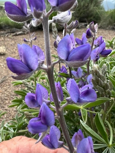 Kellogg's spurred lupine (Lupinus caudatus ssp. argophyllus)