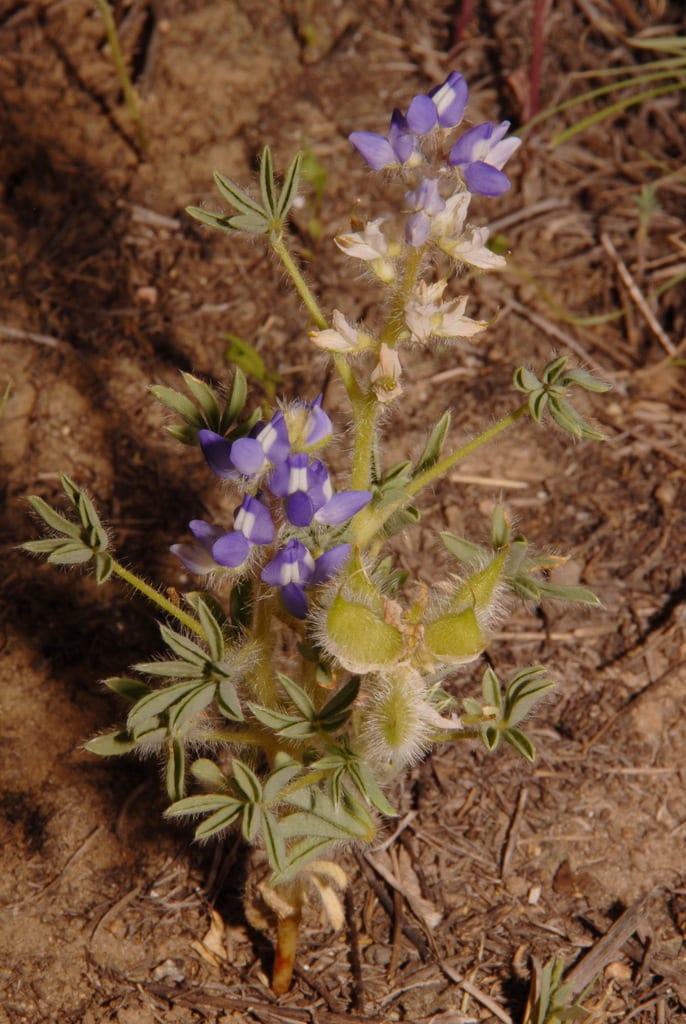 Rusty lupine (Lupinus pusillus ssp. pusillus)