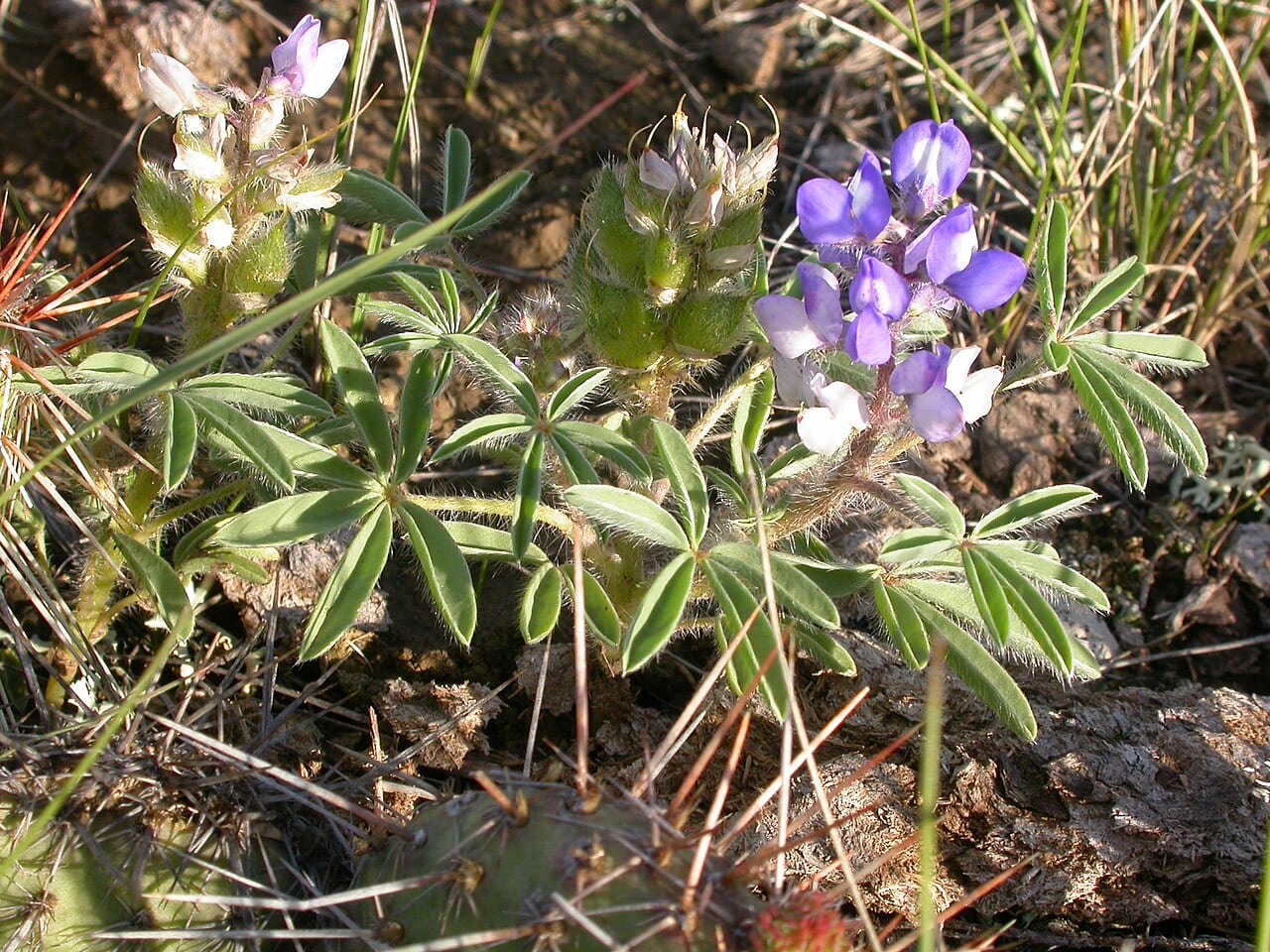 Rusty lupine (Lupinus pusillus)