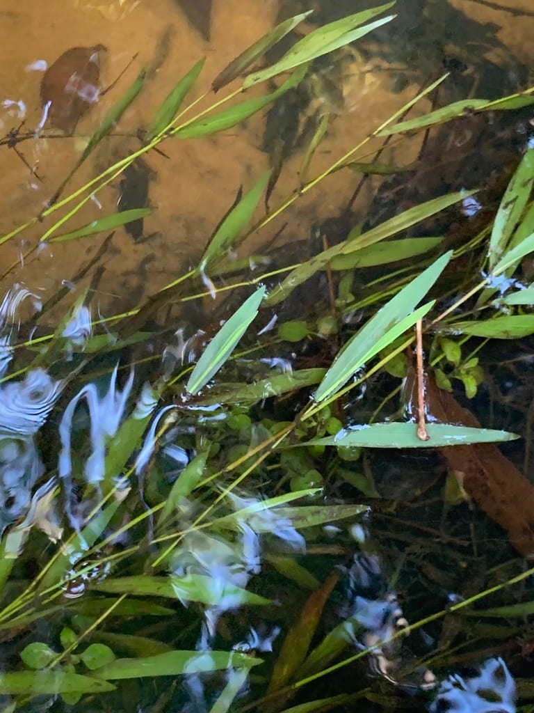Silverleaf grass (Luziola fluitans)
