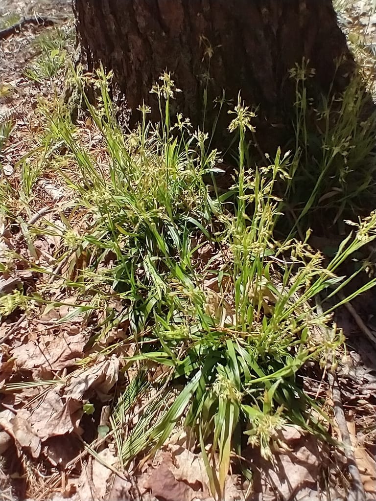 Hairy woodrush (Luzula acuminata ssp. acuminata)