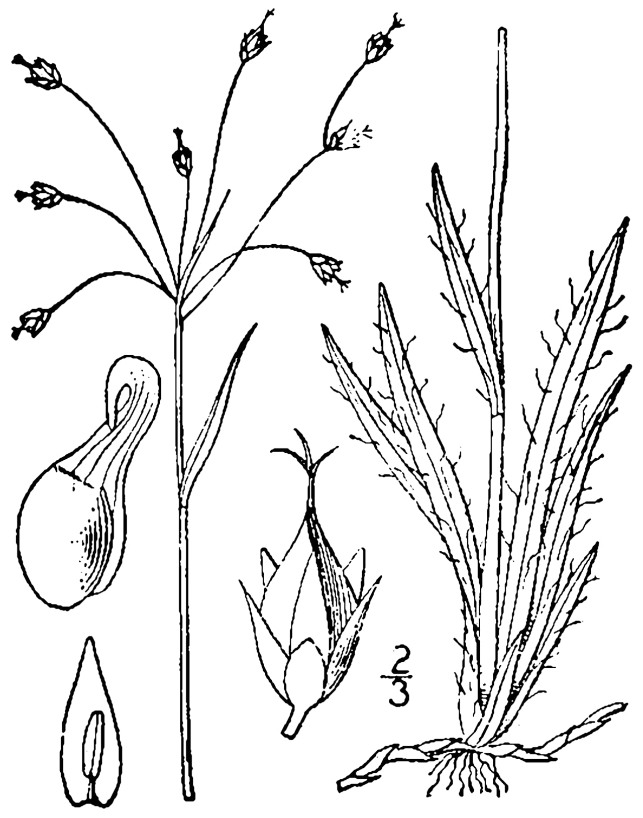 Hairy woodrush (Luzula acuminata)