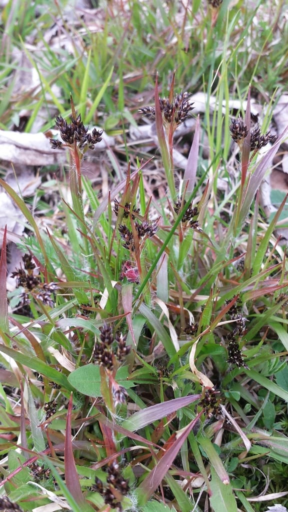Common woodrush (Luzula multiflora var. multiflora)