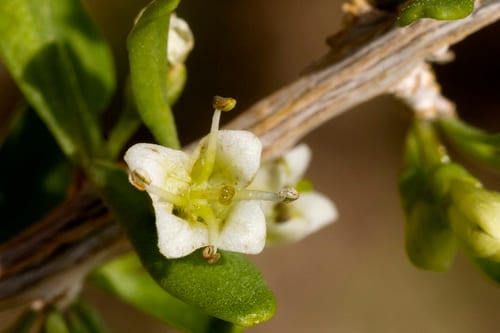 Berlandier's desert thorn (Lycium berlandieri var. berlandieri)