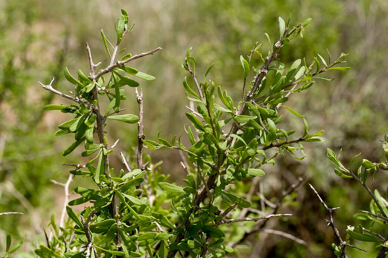 Berlandier's wolfberry (Lycium berlandieri)