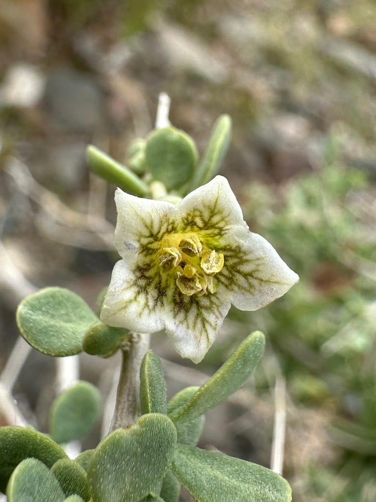 Pale desert-thorn (Lycium pallidum var. pallidum)