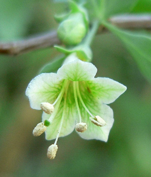 Pale desert-thorn (Lycium pallidum)