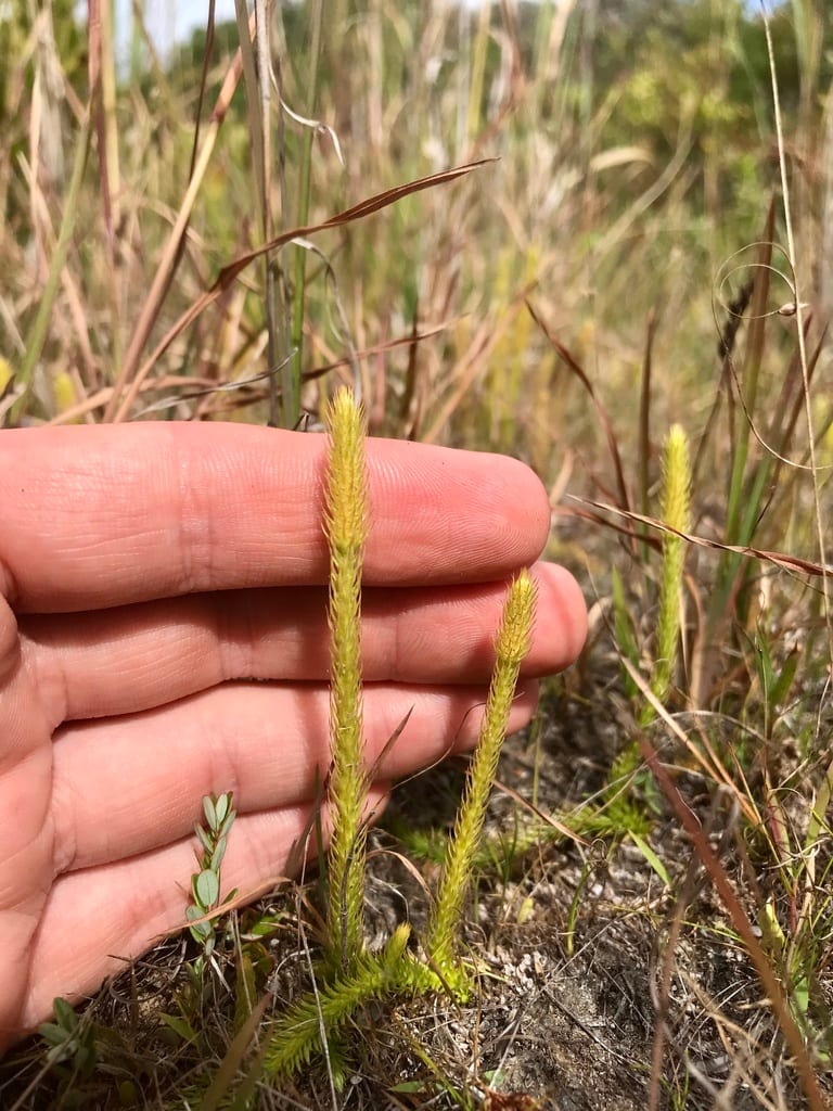 Clubmoss (Lycopodiella × copelandii)