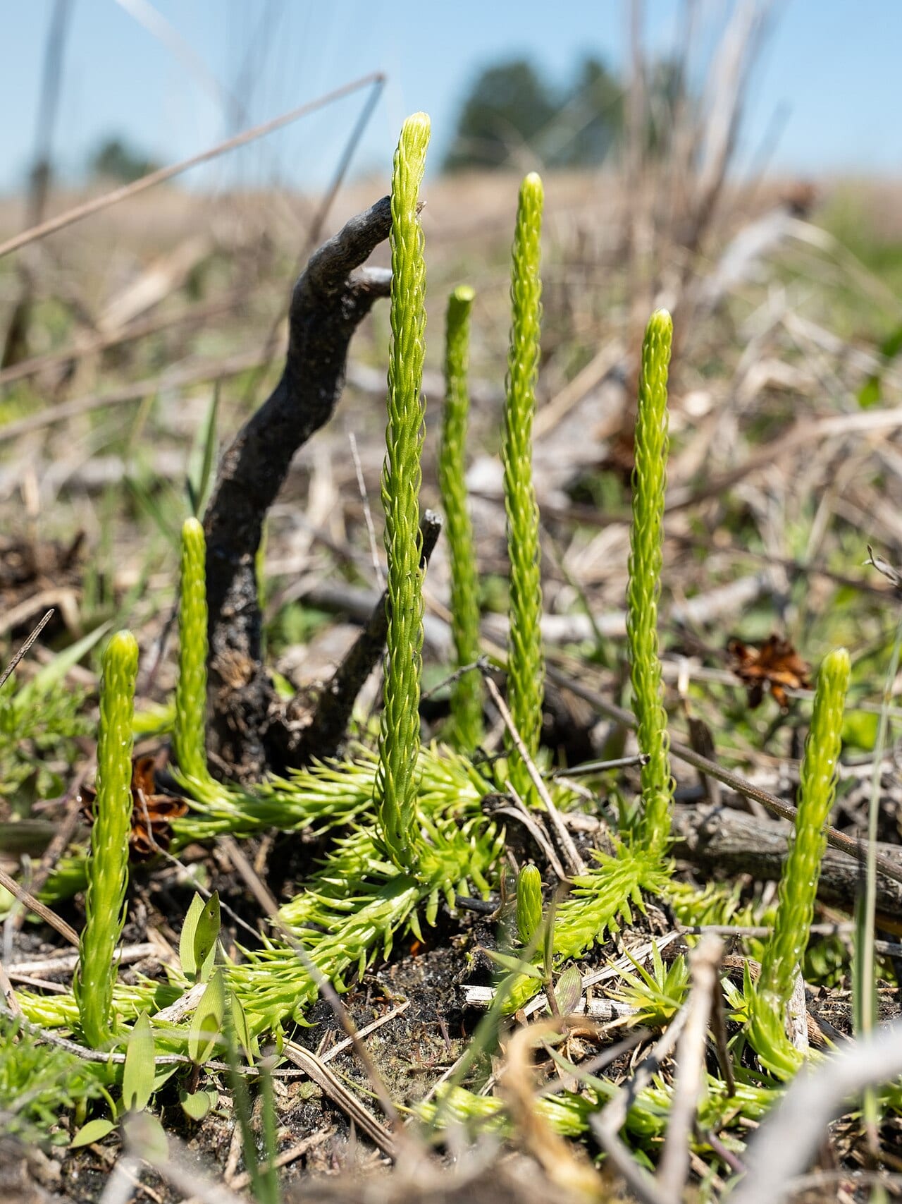Southern bog clubmoss (Lycopodiella appressa)