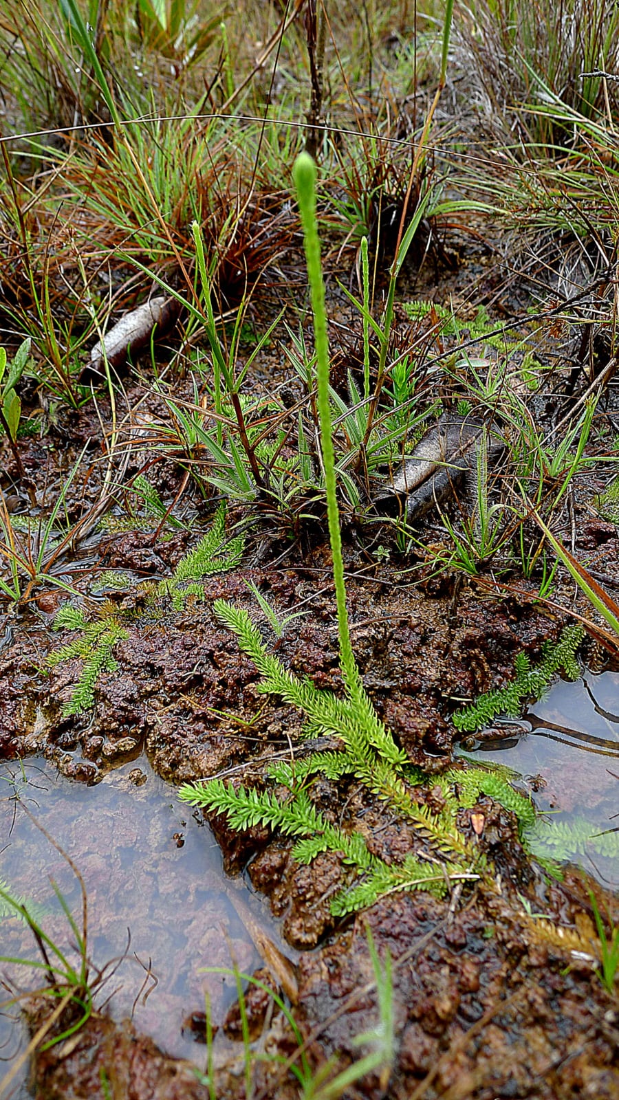 Slender clubmoss (Lycopodiella caroliniana)