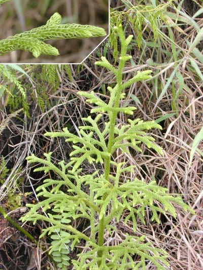 Staghorn clubmoss (Lycopodiella cernua)