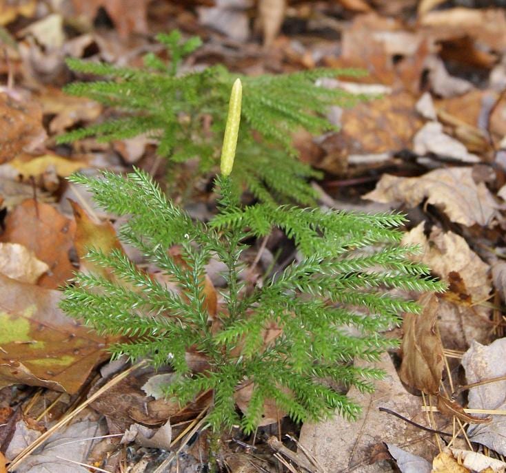 Tree groundpine (Lycopodium dendroideum)