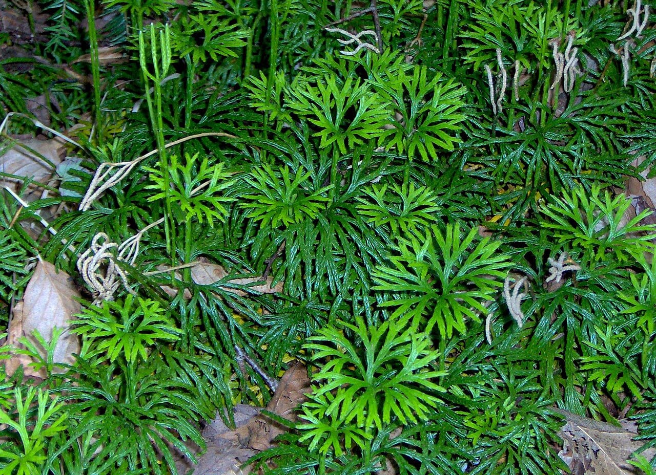 Fan clubmoss (Lycopodium digitatum)