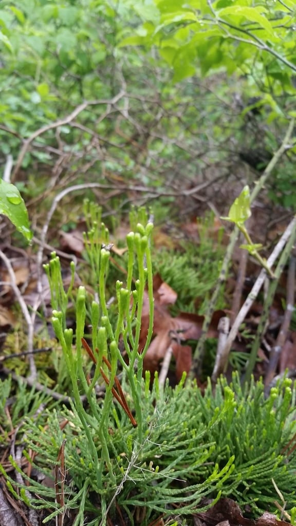 Deeproot club-moss (Lycopodium tristachyum)