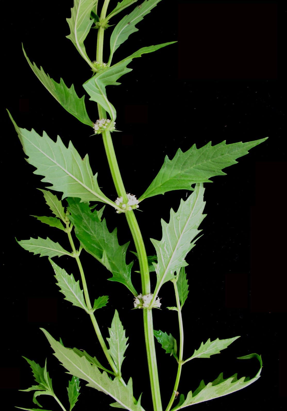 American water horehound (Lycopus americanus)