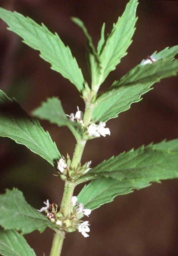 Rough bugleweed (Lycopus asper)