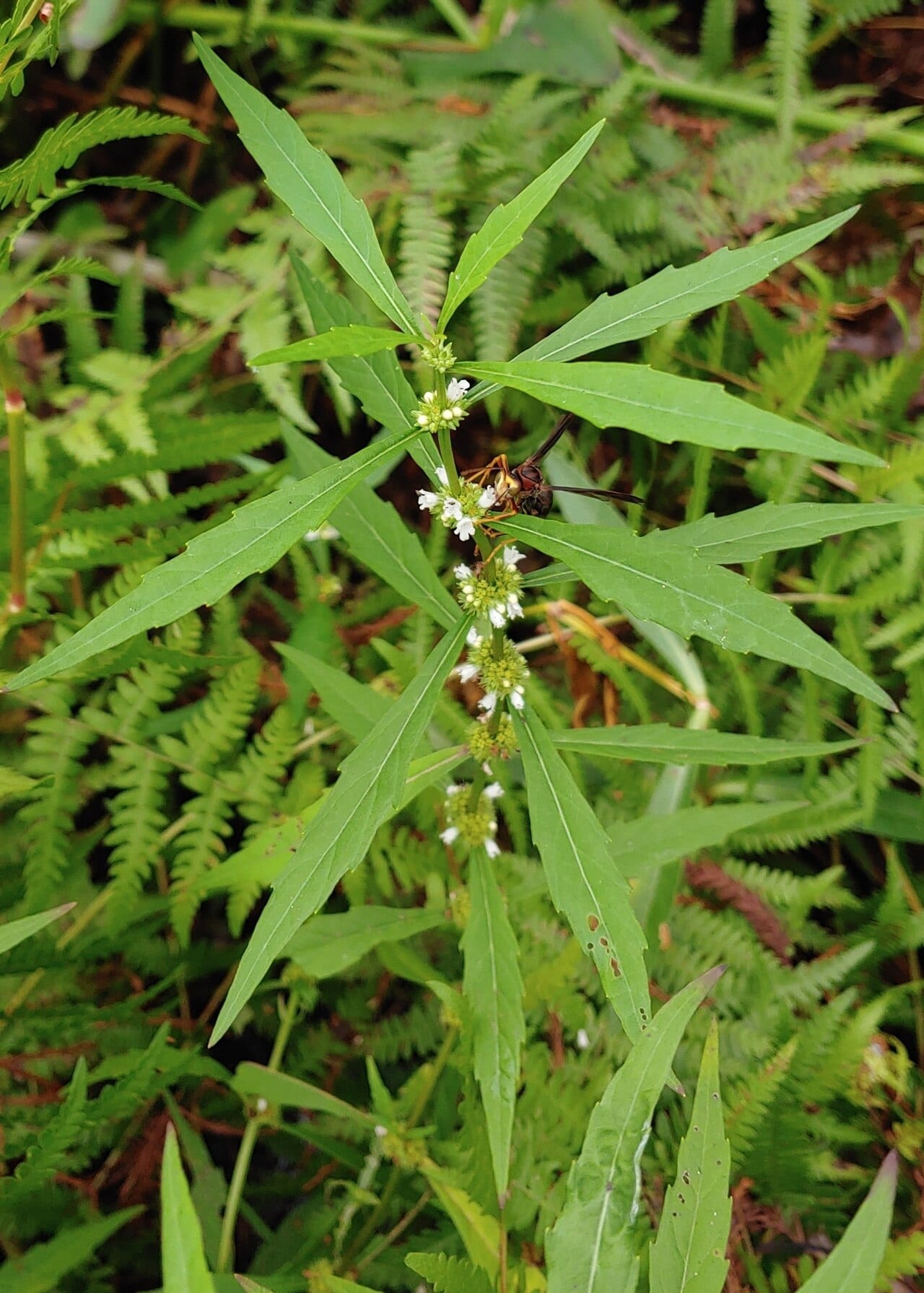 Taperleaf water horehound (Lycopus rubellus)