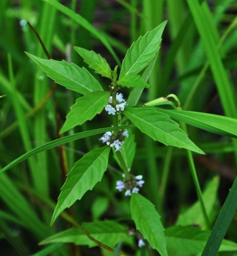Northern bugleweed (Lycopus uniflorus var. uniflorus)