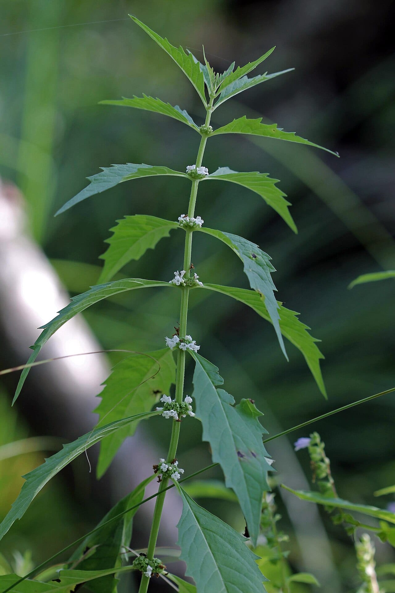 Northern bugleweed (Lycopus uniflorus)