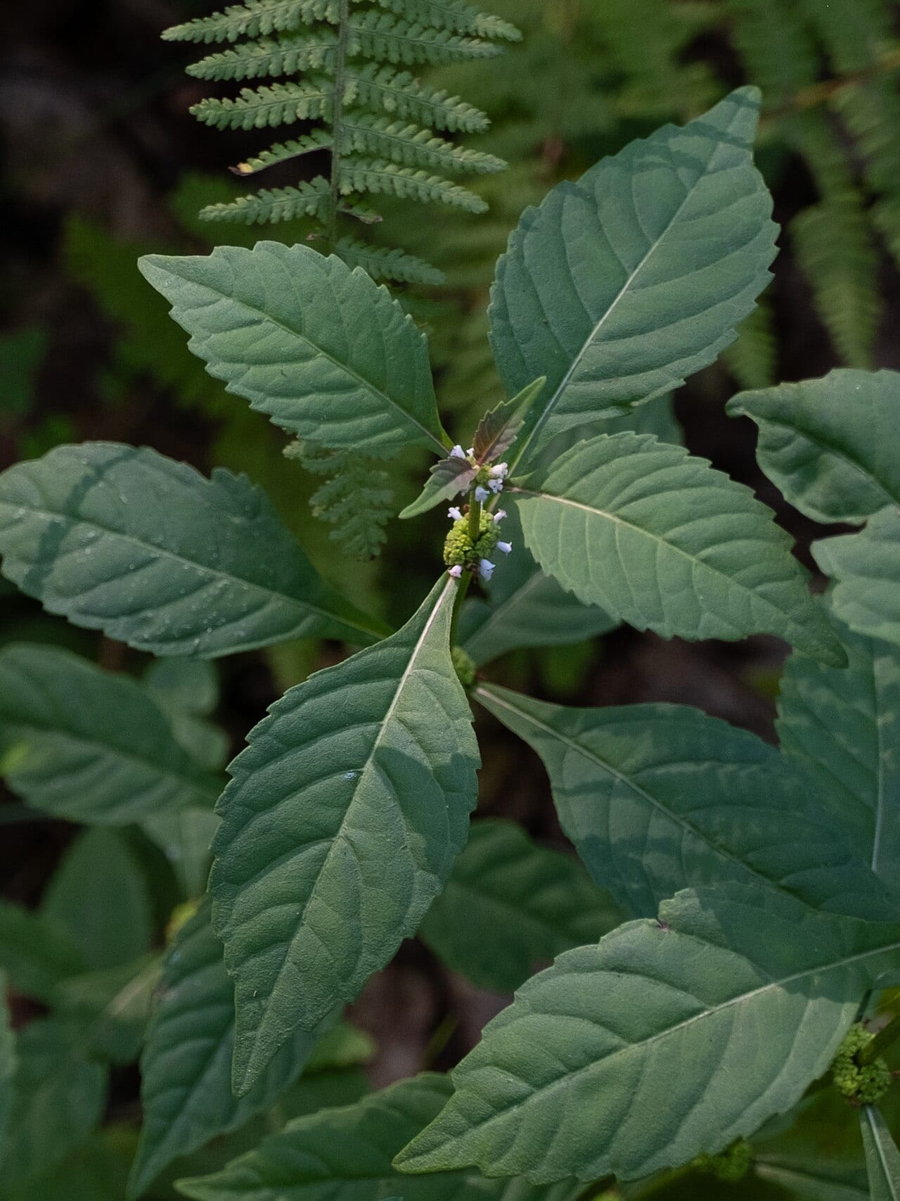 Virginia water horehound (Lycopus virginicus)
