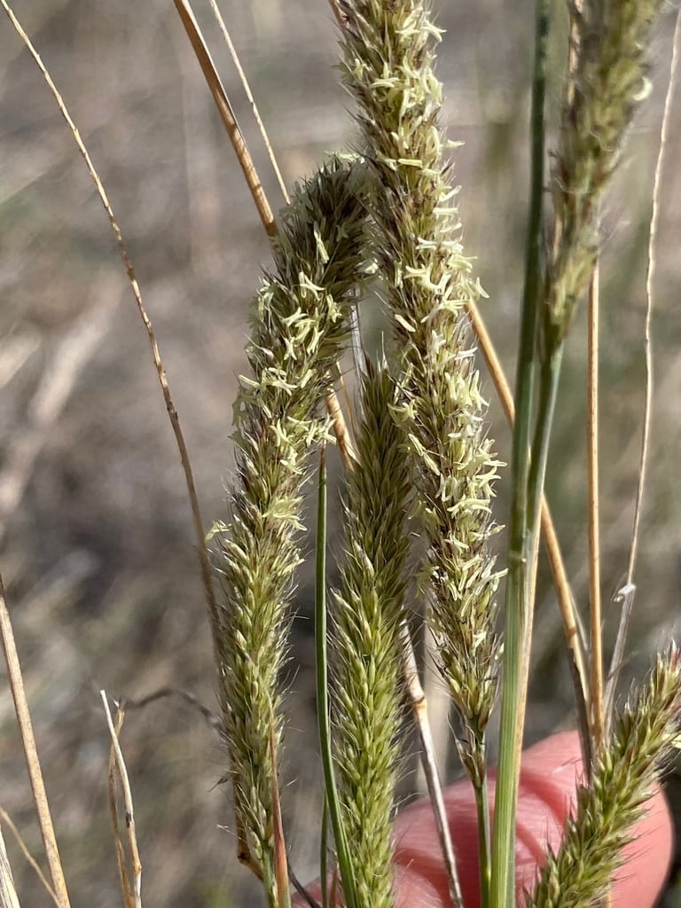 Common wolf's tail (Lycurus phleoides)