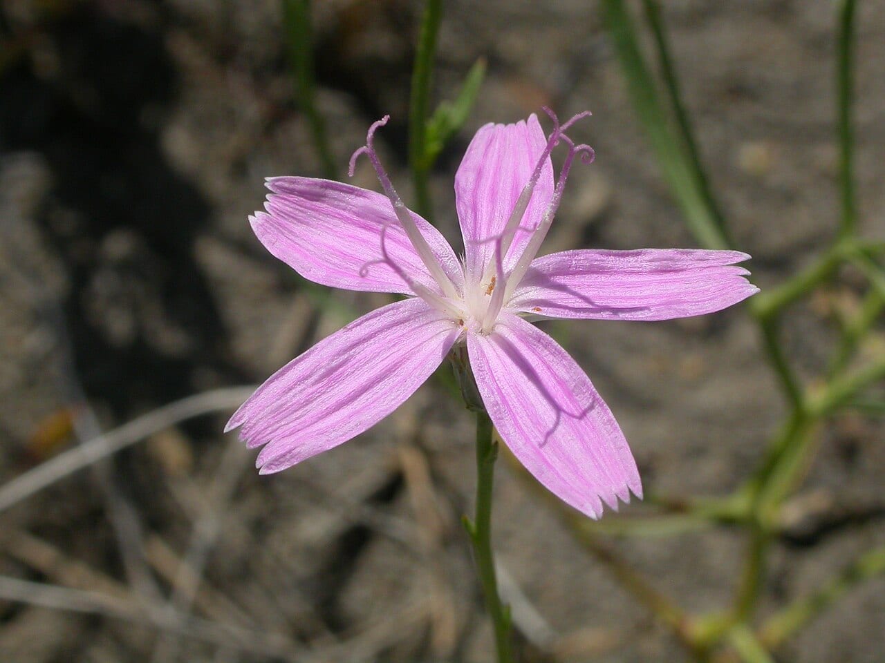 Rush skeletonplant (Lygodesmia juncea)
