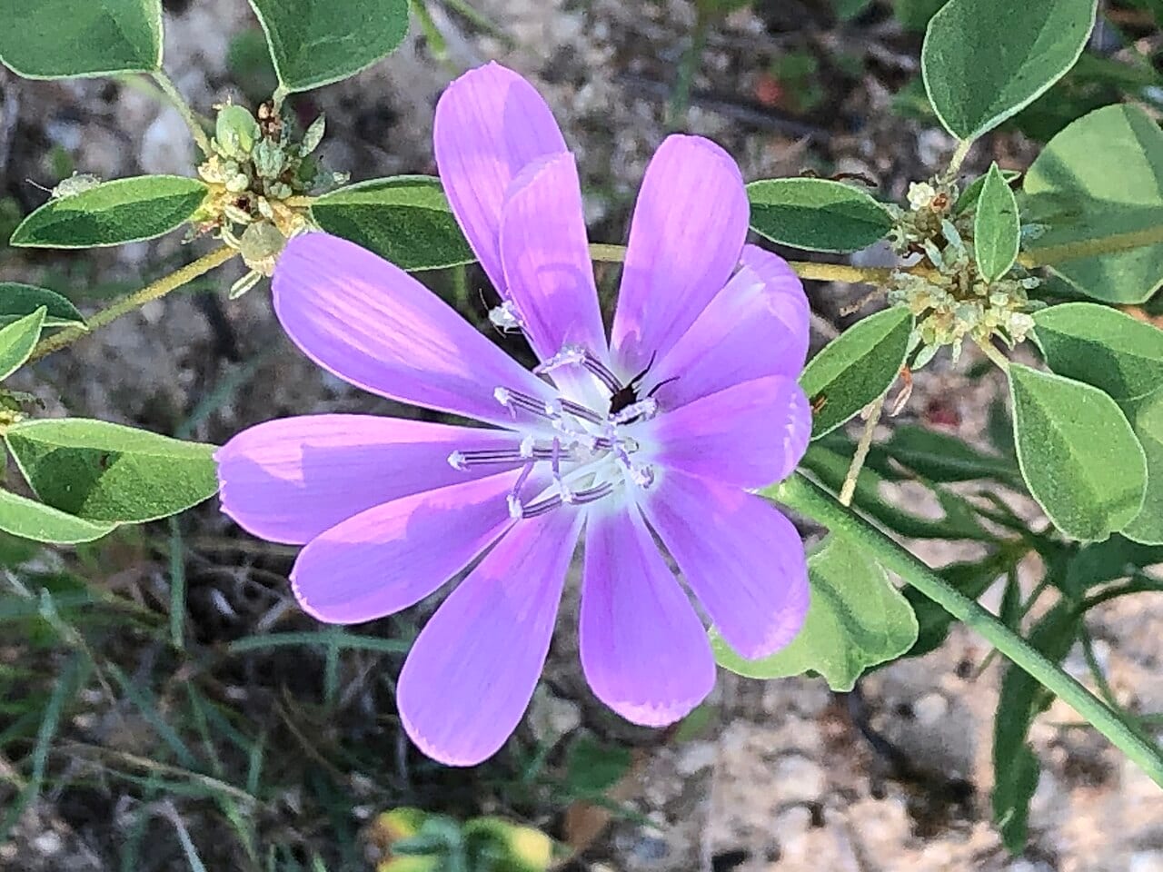 Texas skeleton plant (Lygodesmia texana)