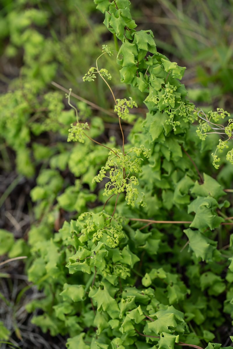 American climbing fern (Lygodium palmatum)
