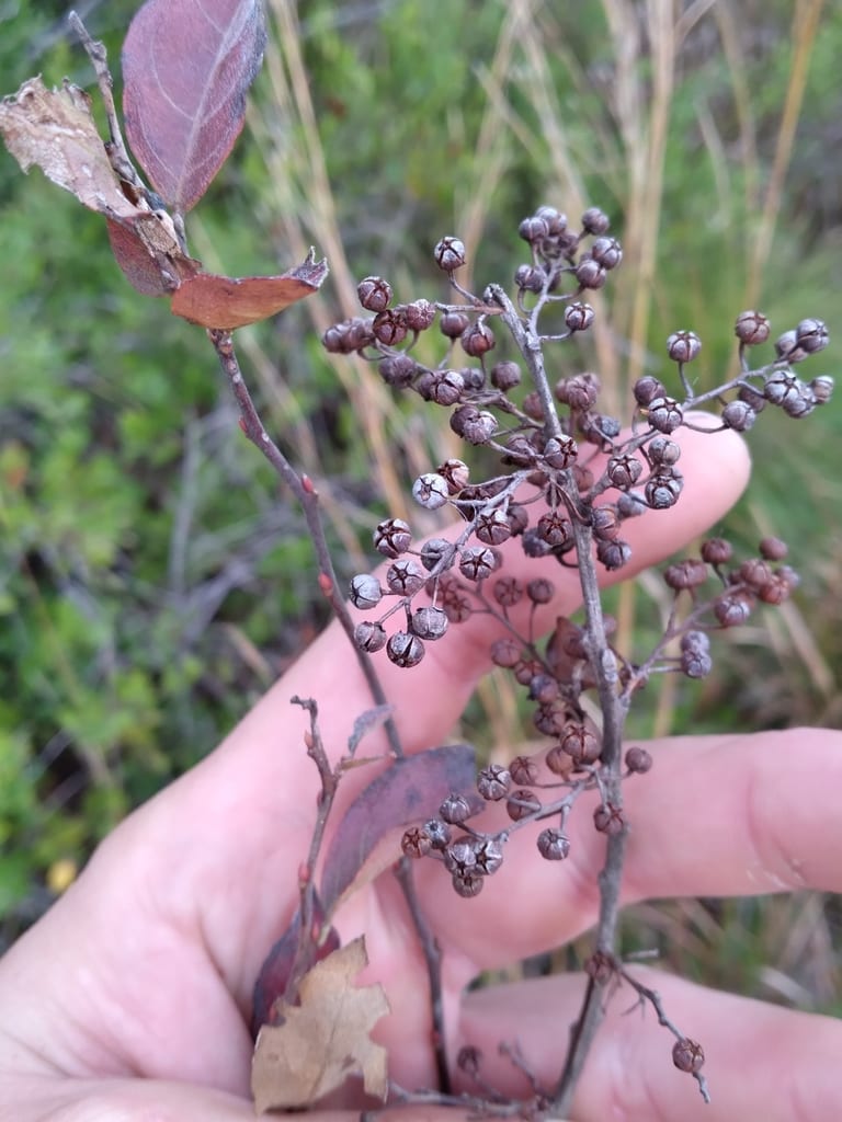 Maleberry (Lyonia ligustrina var. foliosiflora)