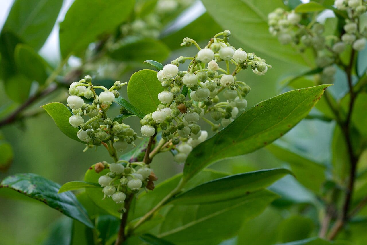 Maleberry (Lyonia ligustrina)