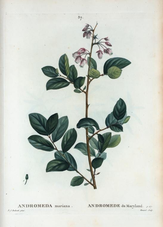 Piedmont staggerbush (Lyonia mariana)