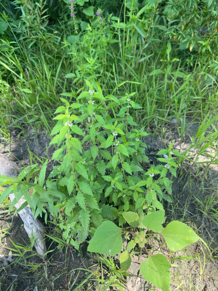Waterhorehound (Lycopus × sherardii)