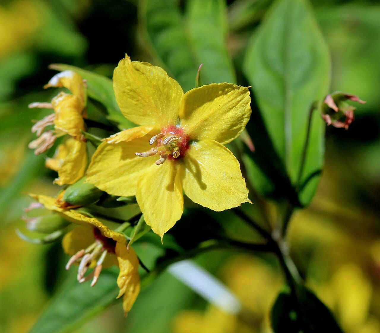 Fringed loosestrife (Lysimachia ciliata)