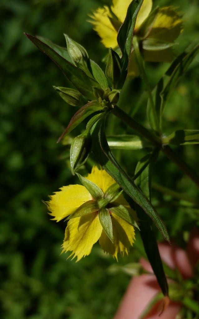 Lowland yellow loosestrife (Lysimachia hybrida)