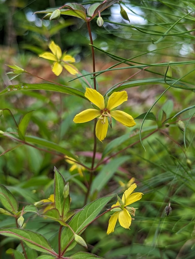 Lanceleaf loosestrife (Lysimachia lanceolata)