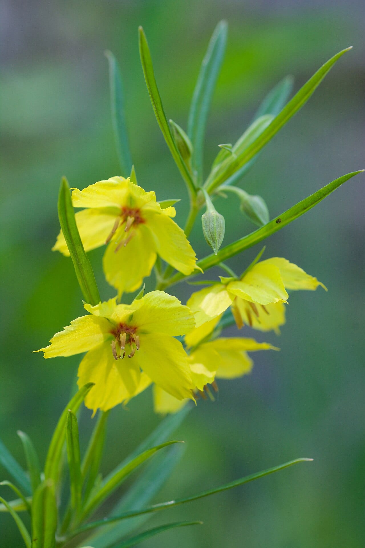 Fourflower yellow loosestrife (Lysimachia quadriflora)