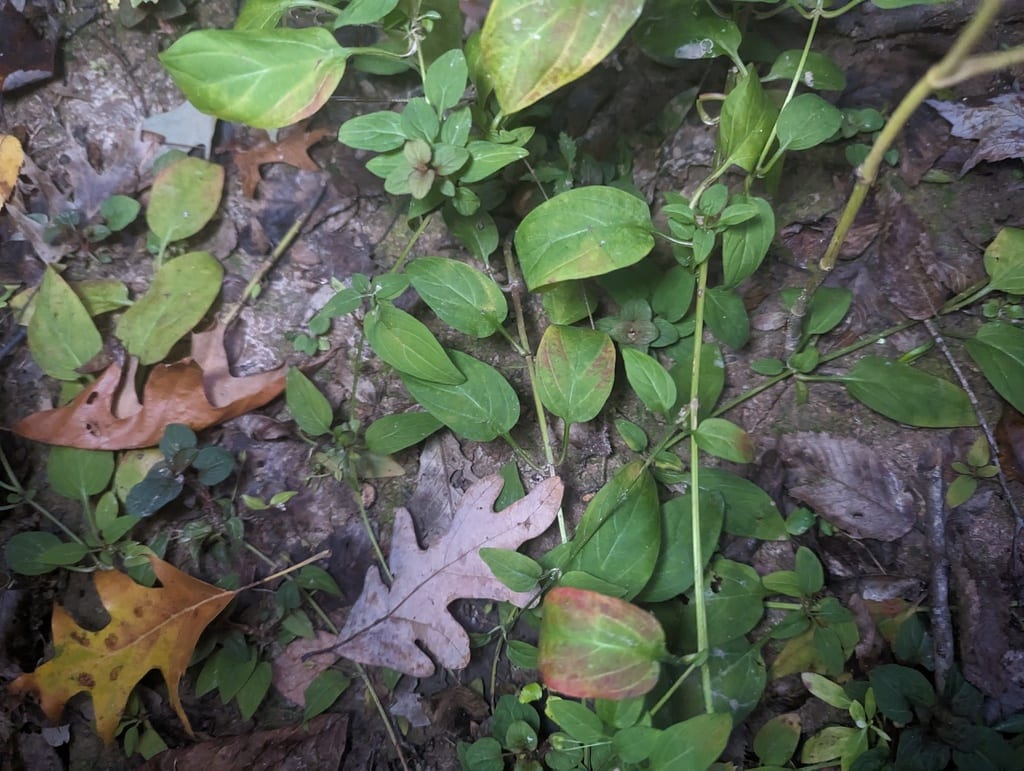 Creeping loosestrife (Lysimachia radicans)