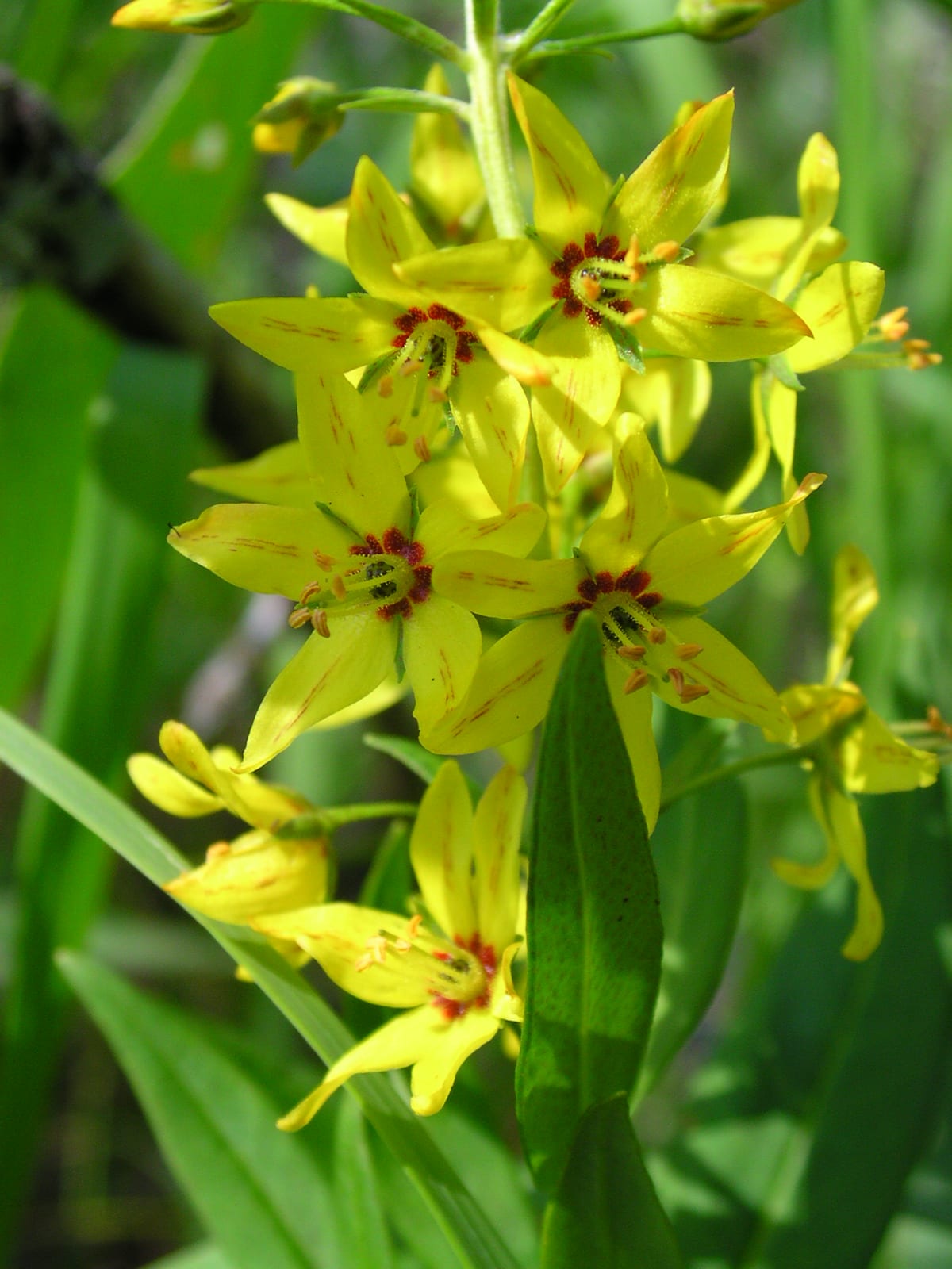 Earth loosestrife (Lysimachia terrestris)