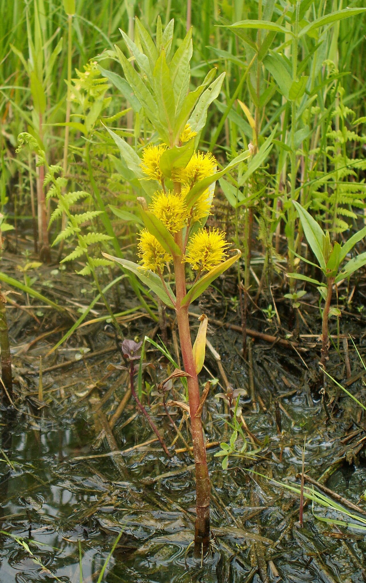 Tufted loosestrife (Lysimachia thyrsiflora)