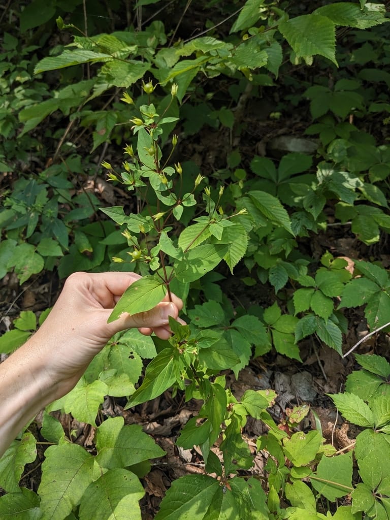 Southern yellow loosestrife (Lysimachia tonsa)
