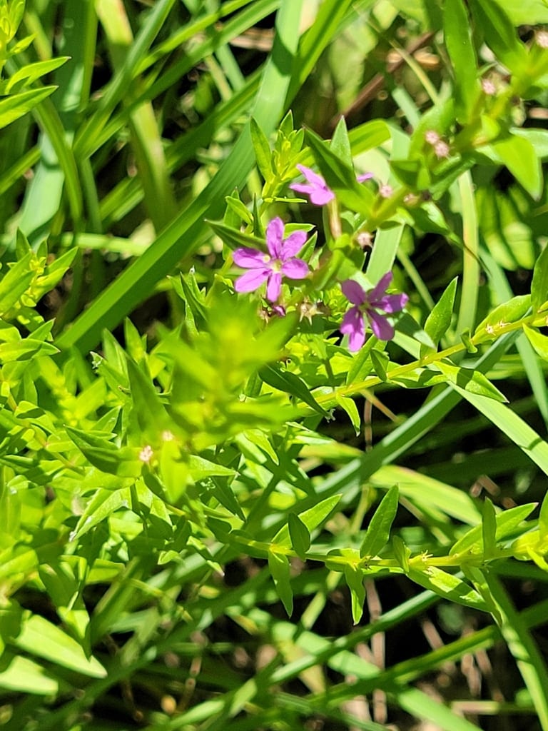 Wing-angle loosestrife (Lythrum alatum var. alatum)