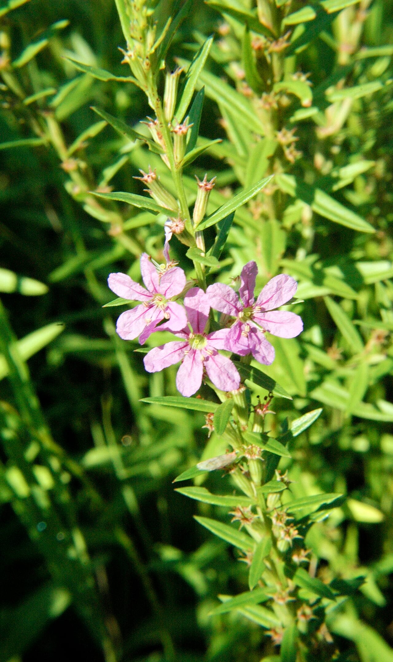 Winged lythrum (Lythrum alatum)