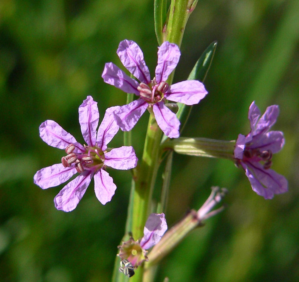 California loosestrife (Lythrum californicum)