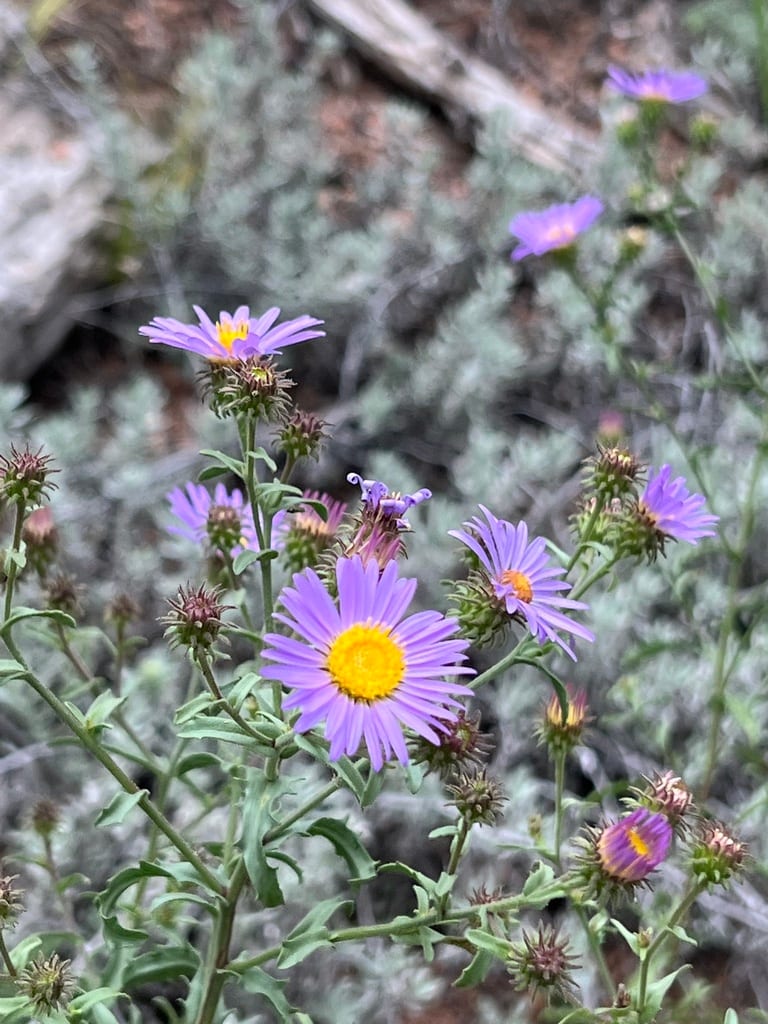 Bigelow's tansyaster (Machaeranthera bigelovii var. bigelovii)