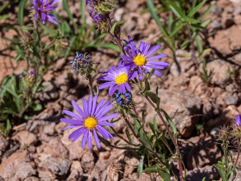 Bigelow's tansyaster (Machaeranthera bigelovii)